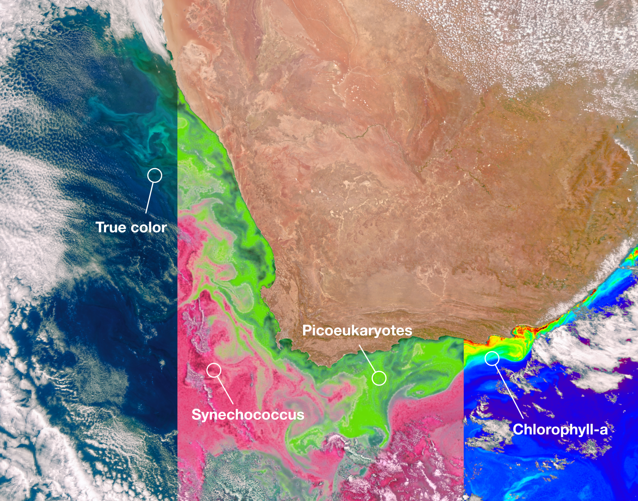 The top right corner of the image shows a nearly quarter-circle shaped piece of land, which is a brown-orange color. There are speckles of clouds covering the top right-most corner of the land. The rest of the image is taken up by ocean, showing the coast of the ocean where it meets the land. The ocean is split up into three segments, each colored differently, with the middle section the largest. The section to the left shows the ocean in true color. There are white wispy clouds covering parts of the ocean from top to bottom at the left-most side. The ocean itself is primarily a dark blue color, though at the top of the section, near the coastline, swirls of light blue, teal, and green begin to form – part of a phytoplankton bloom. The middle section of the image is shown in pink and green. The swirls of green are closer to the coastline, but spread outwards into the ocean, mixing in with the pink. The swirls of pink are farther away from the coast. The right section of the image is shown in several colors of the rainbow. Reds, yellows, and greens are closer to the shore while dark blues and purples are further out in the ocean.