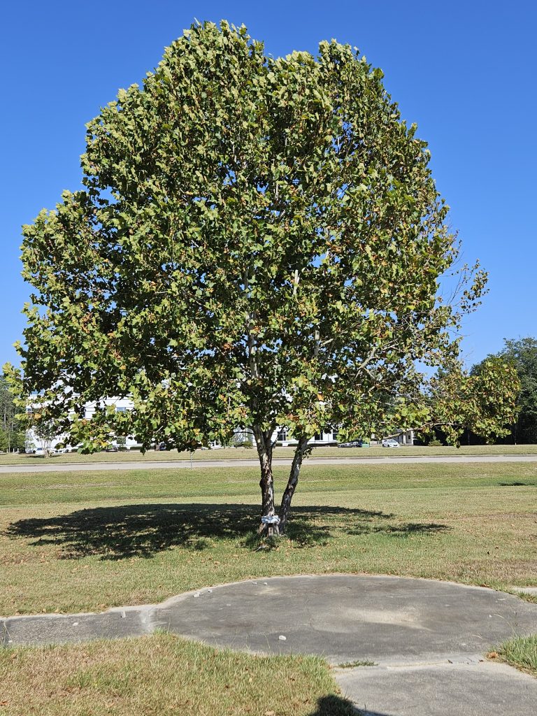 moon tree at Stennis Space Center