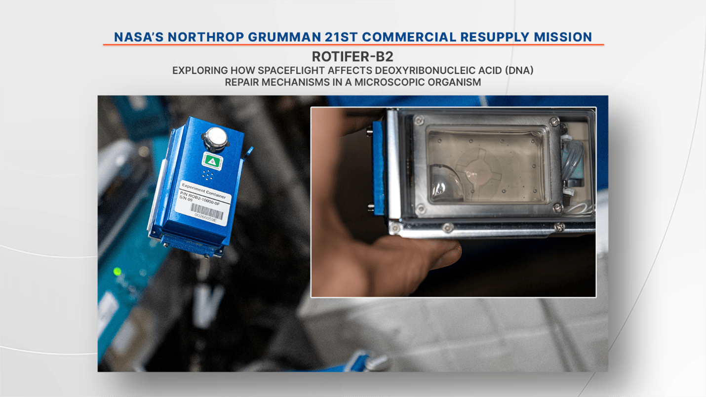 The Rotifer-B2 investigation on the Internation Space Station explores the effects of spaceflight on DNA (deoxyribonucleic acid) repair mechanisms.