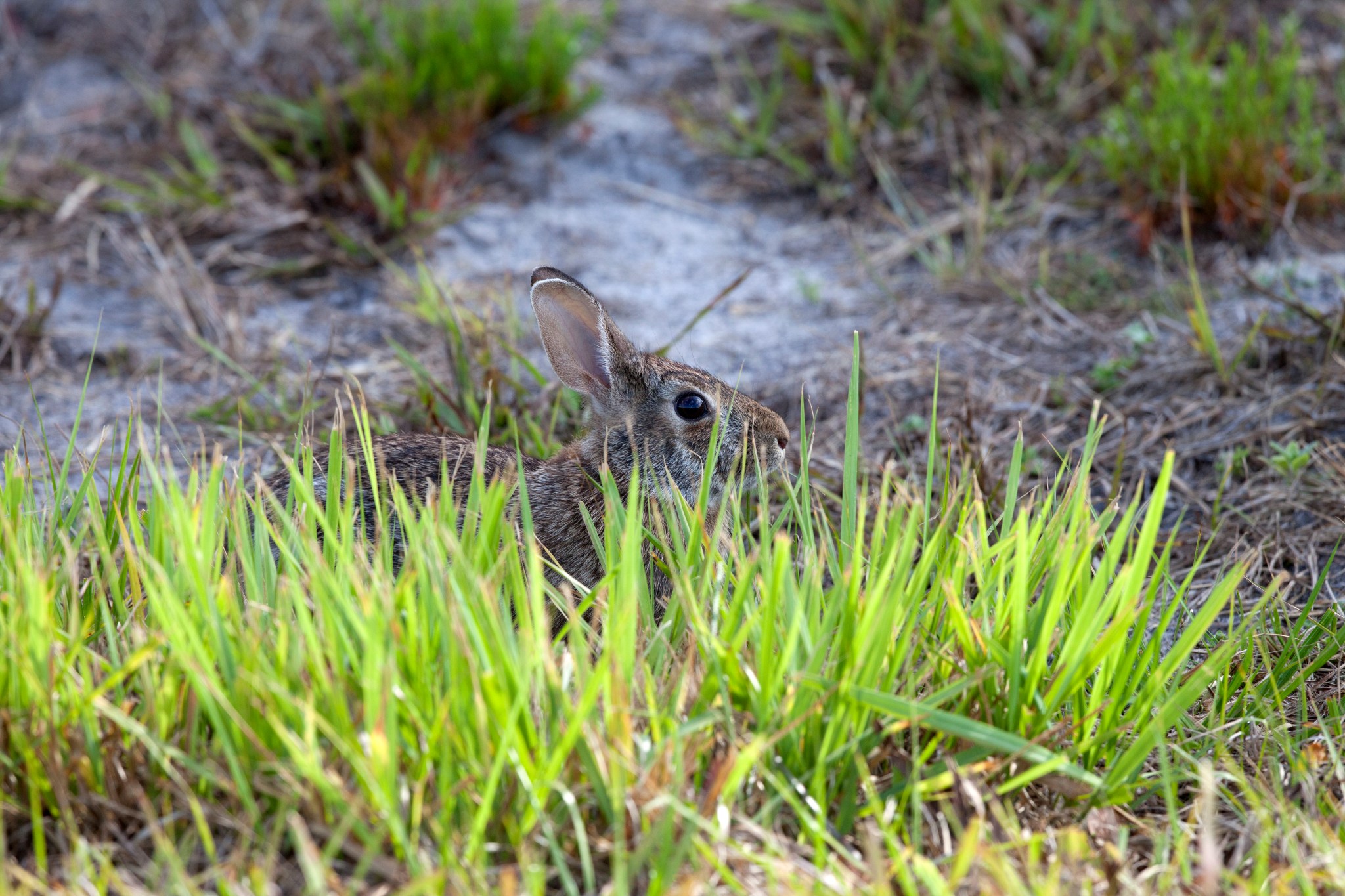 A brown rabbit's back and head are just visible between blades of green grass.