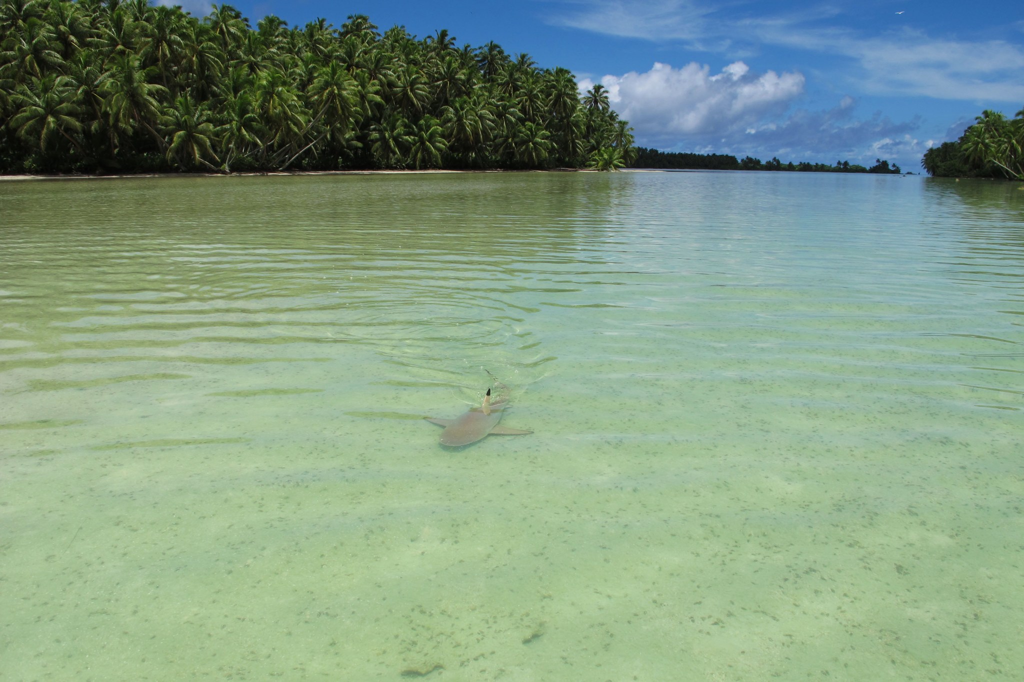 A juvenile blacktip reef shark swims toward researchers in the shallow waters around Palmyra Atoll.