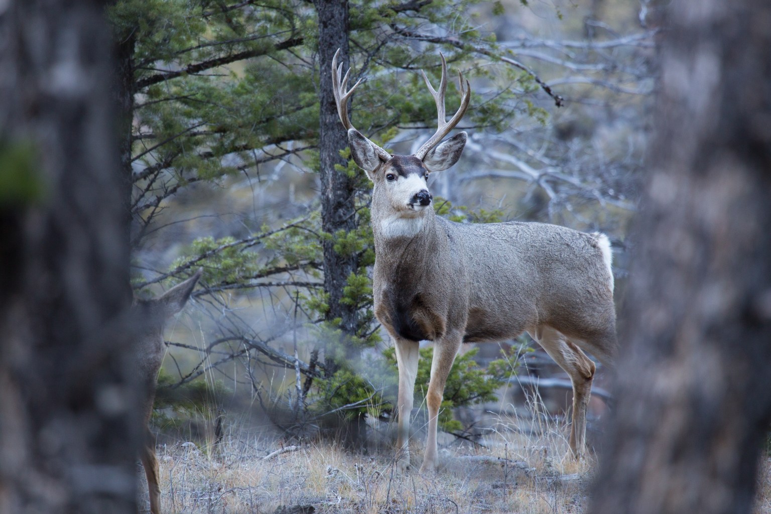 A large deer with spiky antlers stands majes·ti·cal·ly in a forest.