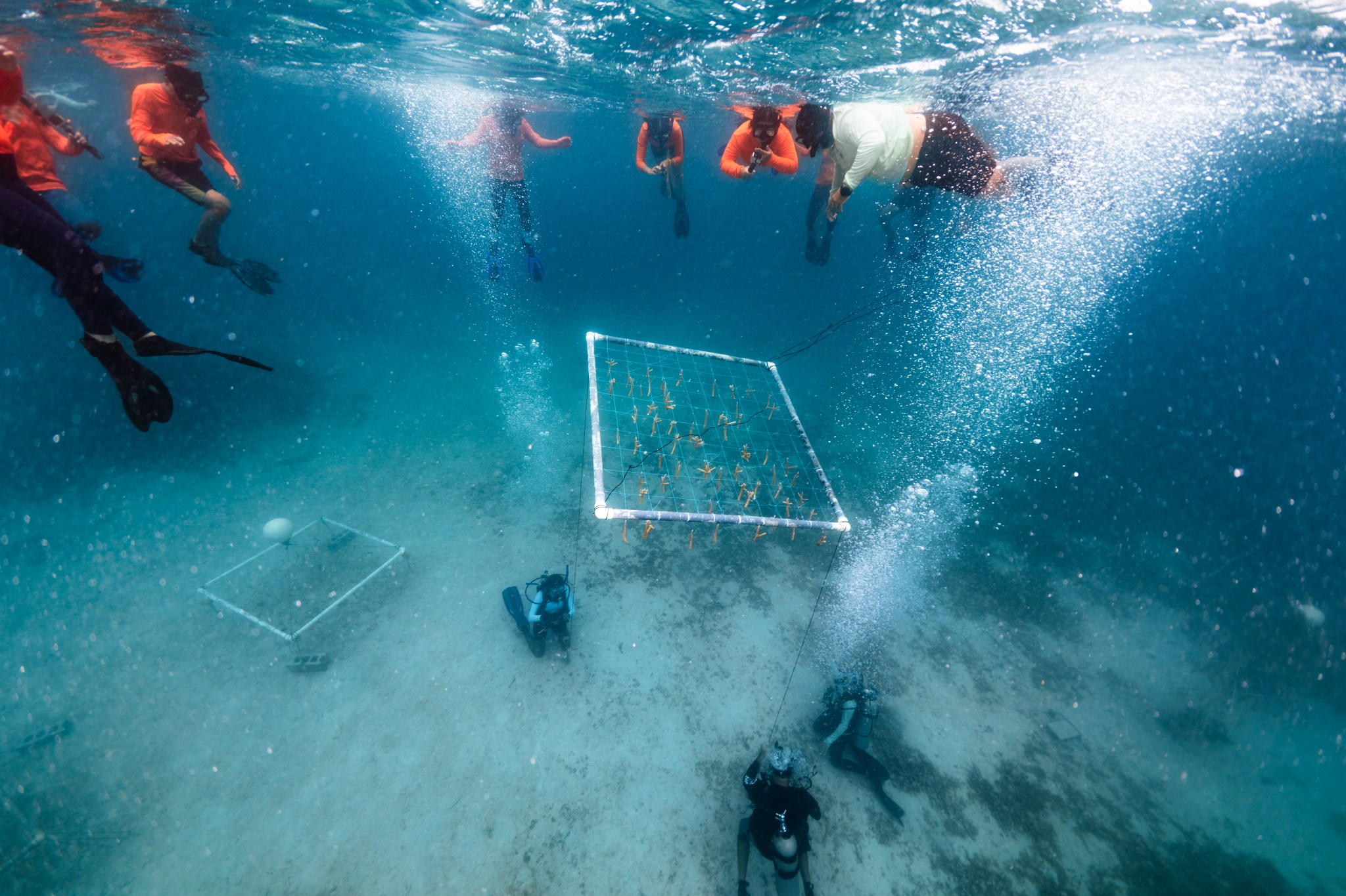 Three scuba divers in full wetsuits kneel on the sandy ocean floor releasing a stream of steady white bubbles that rise all the way up. The divers are pulling on thin ropes attached to a white PVC square frame, which is cross-hatched with string and tied-in yellow coral pieces. At the surface, a male instructor in a teal long-sleeve and snorkel gear and seven high school interns in bright orange long-sleeves and fins watch on.