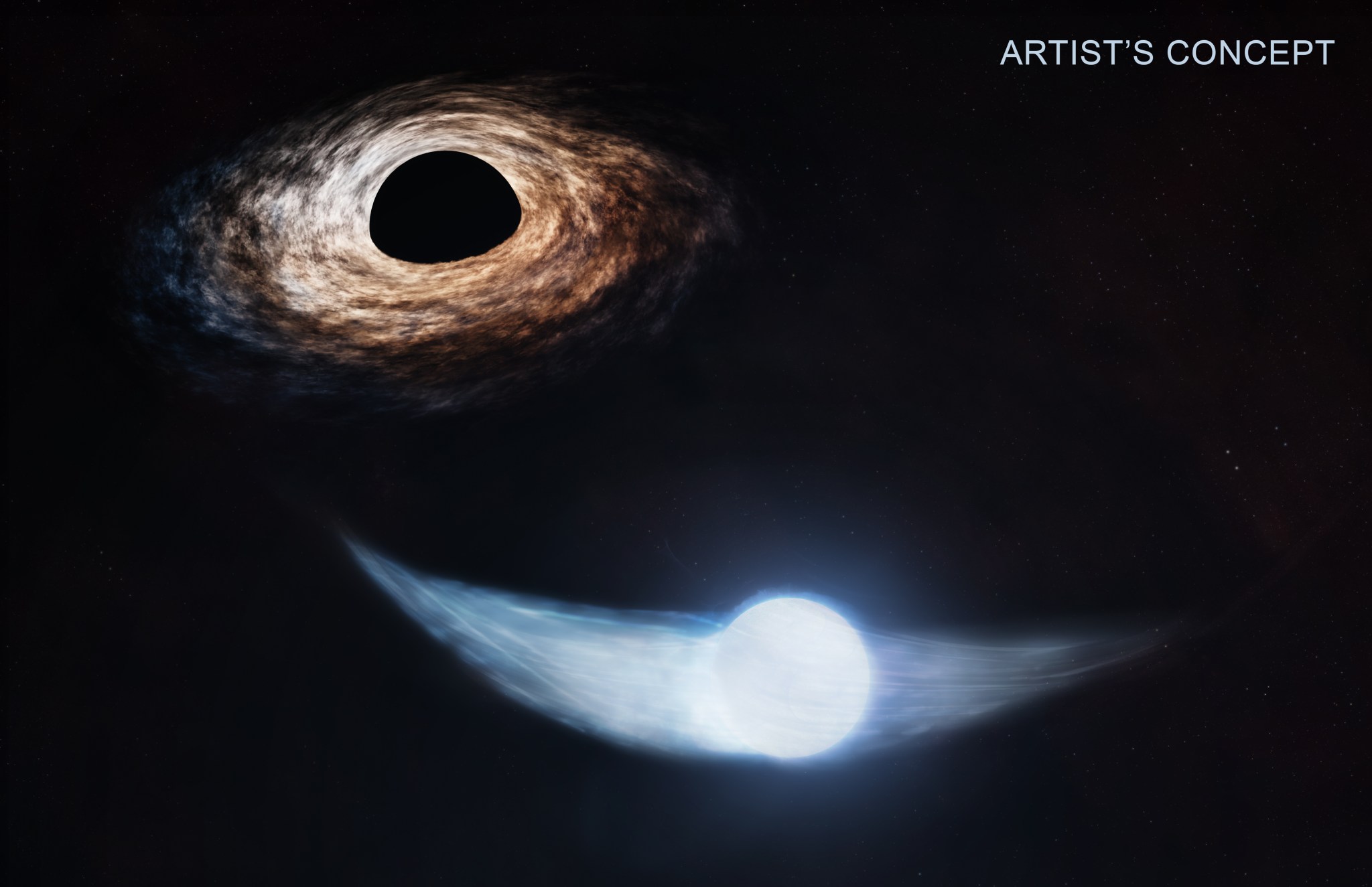 Researchers using Chandra, Swift, and XMM-Newton data have made important headway in understanding how — and when — a supermassive black hole obtains and then consumes material. This artist’s illustration shows a star that has partially been disrupted by a giant black hole in the system known as AT2018fyk. Astronomers correctly predicted when the black hole’s last snack on the star’s debris ended and predicted its next snack would begin between May and August of 2025. As long as the star survives the disruptions, these meals should occur every 3.5 years.