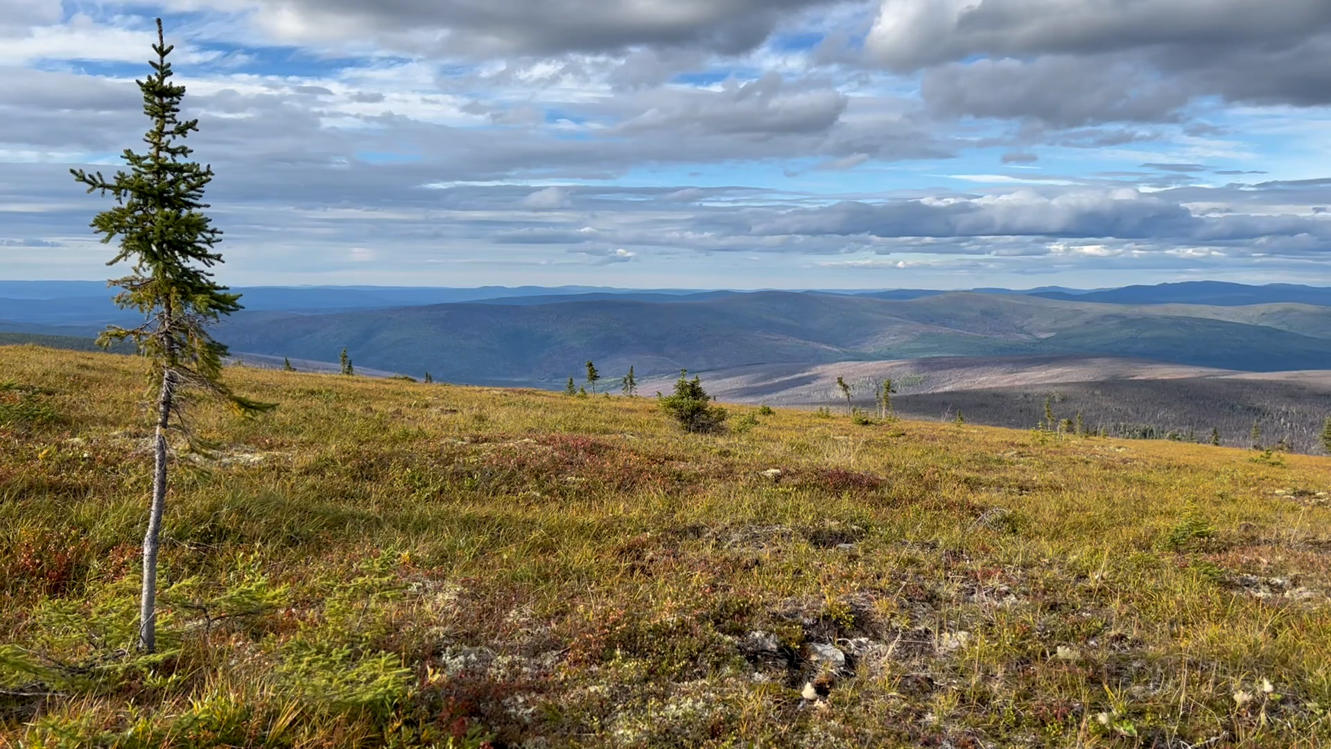 A landscape image. In the foreground on the left side of the image is a single small evergreen tree, with pine needles only at the top of the tree. The rest of the foreground is mostly a green/brown grass. The background shows some extending landscapes, but primarily is taken up by the sky, a light blue color that is covered by white and gray puffy clouds.