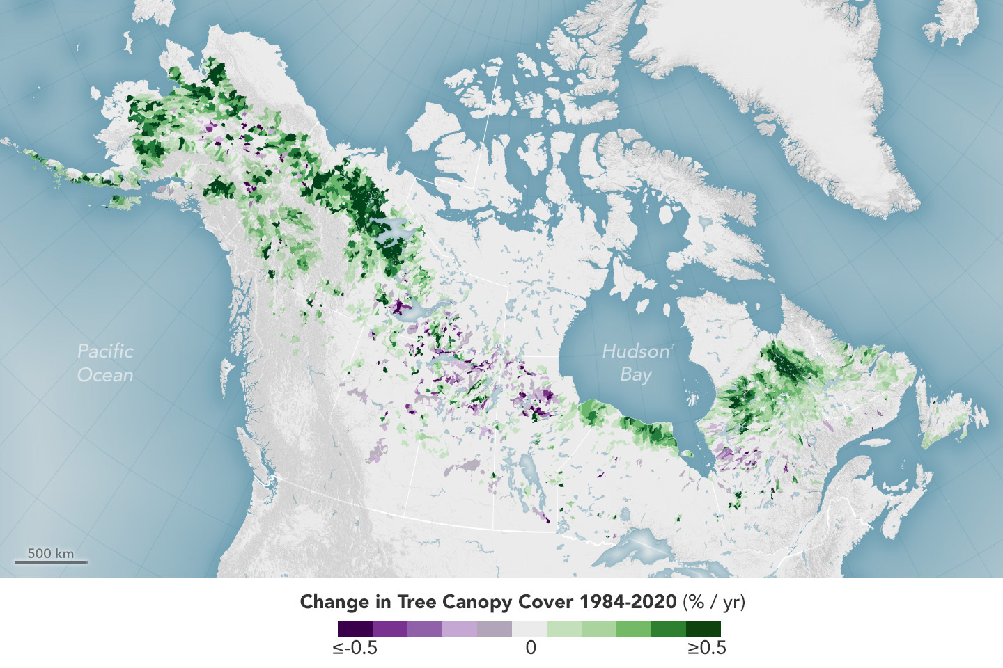 A rendered map of the northern United States and Canada. The ocean is depicted as a light blue, while most of the land is depicted in grayscale. Data is overlayed onto the image in splotches of purple and green. A scale is at the bottom of the image, with a label stating Change in Tree Canopy Cover 1984-2020