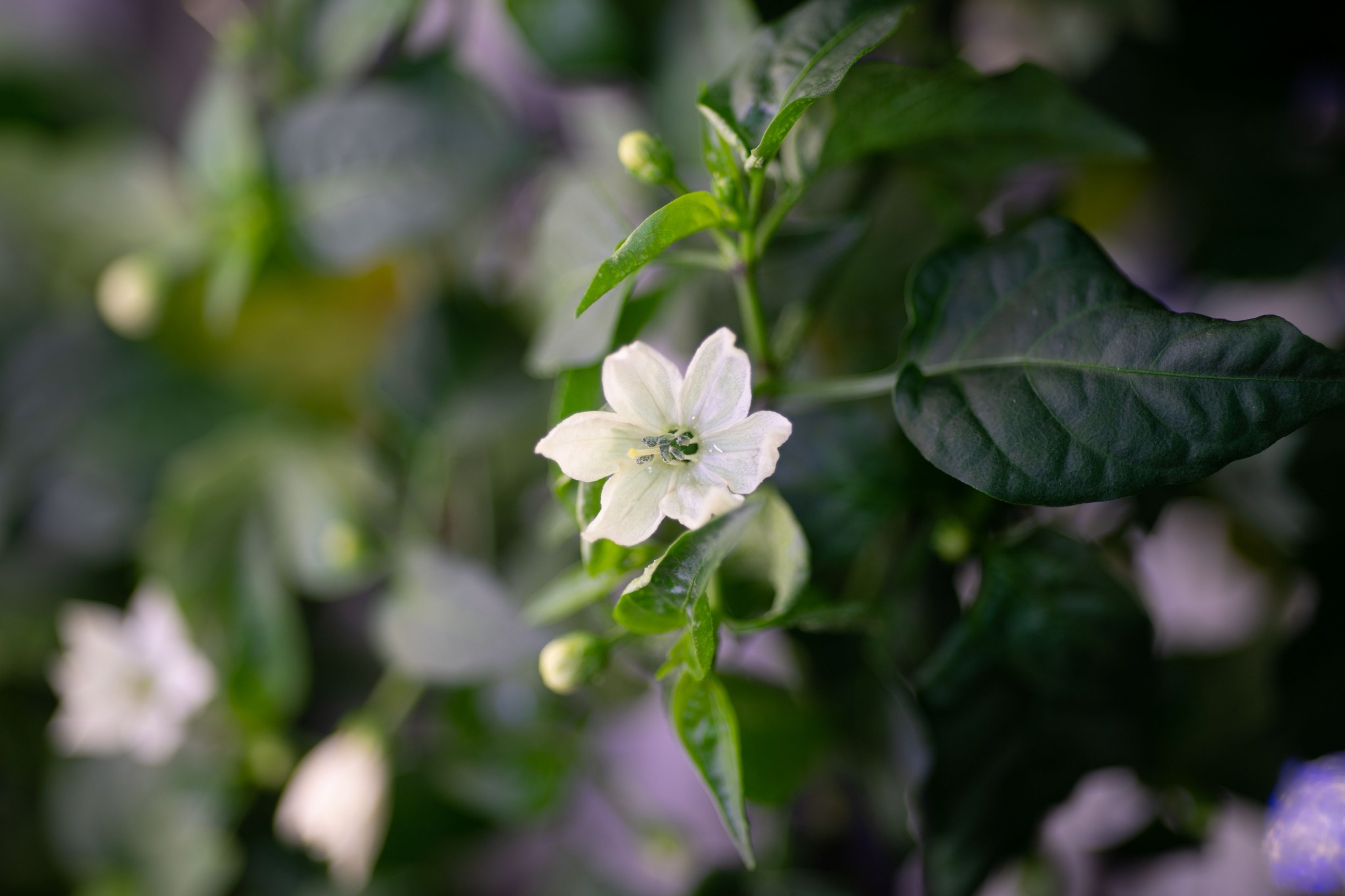 A small flower's white petals stretch outward in the center of the image. The petals are slightly curly at the edges. There are bright and dark green leaves of varying sizes as well as flower buds around the flower. Other plants are out of focus in the background at left.